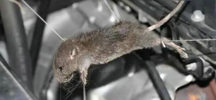 車內進老鼠用什么辦法最好