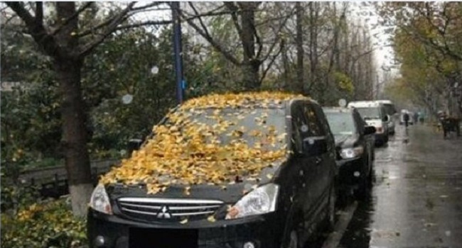 車停在樹下好不好，建議最好不要把車停在樹下