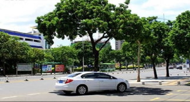 車停在樹下好不好，建議最好不要把車停在樹下